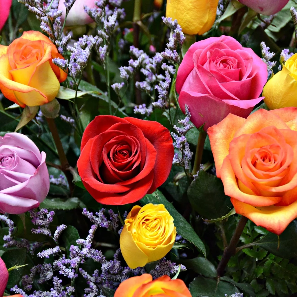 Rosas de Colores